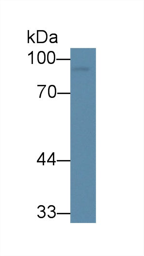 Monoclonal Antibody to Clusterin (CLU)