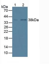 Monoclonal Antibody to Annexin A1 (ANXA1)