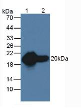 Monoclonal Antibody to Heat Shock Protein Beta 6 (HSPb6)