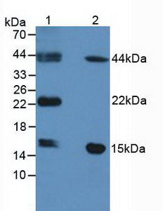 Polyclonal Antibody to Fatty Acid Binding Protein 9, Testis (FABP9)