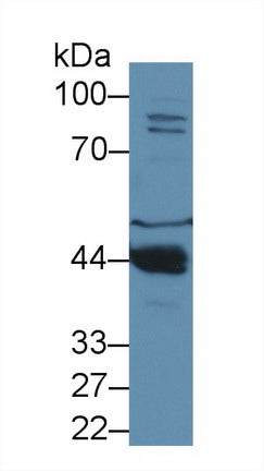 Polyclonal Antibody to Paraoxonase 1 (PON1)