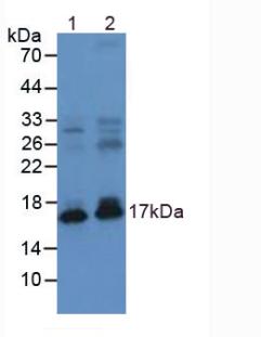Polyclonal Antibody to Natriuretic Peptide Precursor A (NPPA)