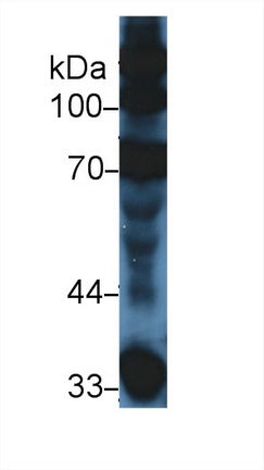 Polyclonal Antibody to Complement Component 3a (C3a)