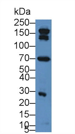 Polyclonal Antibody to Complement Component 3a (C3a)