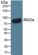 Polyclonal Antibody to Complement Component 4a (C4a)