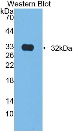 Polyclonal Antibody to Kallikrein 9 (KLK9)