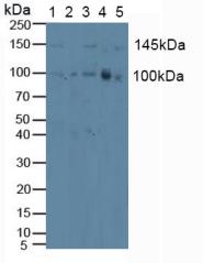 Polyclonal Antibody to Protein Kinase D1 (PKD1)