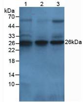 Polyclonal Antibody to Tissue Factor (TF)