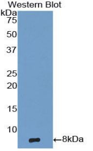 Polyclonal Antibody to Epidermal Growth Factor (EGF)