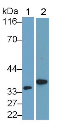 Polyclonal Antibody to Interleukin 1 Beta (IL1b)