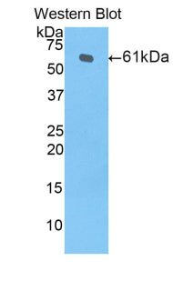 Polyclonal Antibody to Heme Oxygenase 1 (HO1)