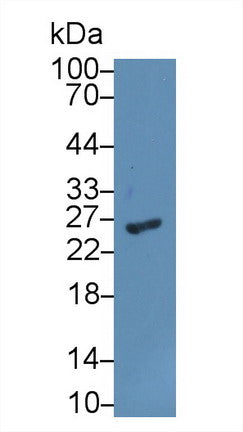 Polyclonal Antibody to Glutathione S Transferase Alpha 1 (GSTa1)