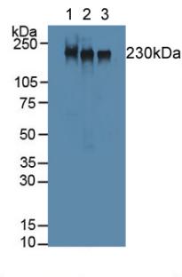 Polyclonal Antibody to Myosin Heavy Chain 2 (MYH2)