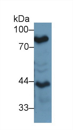 Polyclonal Antibody to Lactoferrin (LTF)