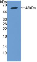 Polyclonal Antibody to Osteonectin (ON)