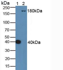 Polyclonal Antibody to Complement Component 4 (C4)