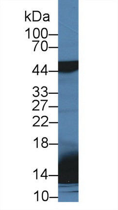 Polyclonal Antibody to Surfactant Associated Protein D (SPD)