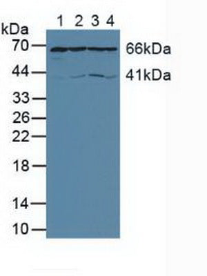 Polyclonal Antibody to Apoptosis Inducing Factor (AIF)