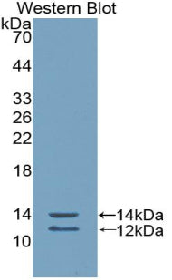Polyclonal Antibody to Peptide YY (PYY)