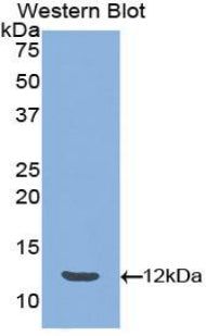 Polyclonal Antibody to Peptide YY (PYY)