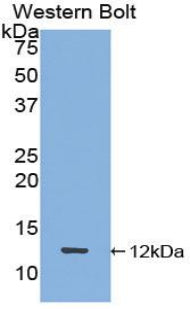Polyclonal Antibody to Peptide YY (PYY)