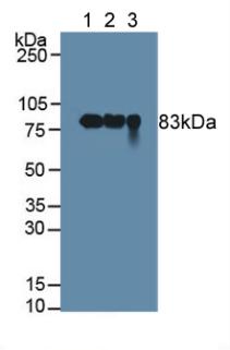 Polyclonal Antibody to Polymeric Immunoglobulin Receptor (PIGR)