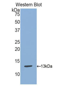 Polyclonal Antibody to S100 Calcium Binding Protein A13 (S100A13)