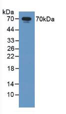 Polyclonal Antibody to Heat Shock 70kDa Protein 1A (HSPA1A)