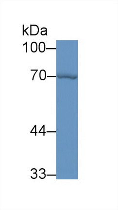 Polyclonal Antibody to Heat Shock 70kDa Protein 1A (HSPA1A)