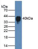 Polyclonal Antibody to Clusterin (CLU)