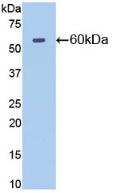Polyclonal Antibody to Cluster Of Differentiation 73 (CD73)