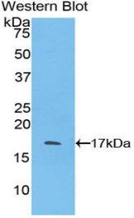 Polyclonal Antibody to Pleiotrophin (PTN)