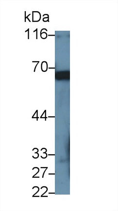 Polyclonal Antibody to Perforin 1 (PRF1)