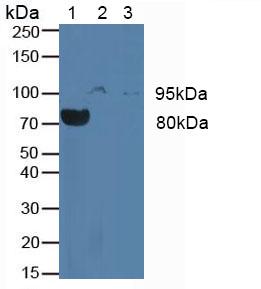 Polyclonal Antibody to Colony Stimulating Factor Receptor, Granulocyte (GCSFR)