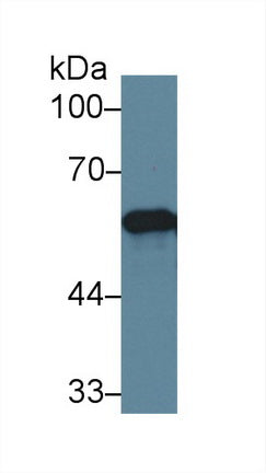 Polyclonal Antibody to Endoplasmic Reticulum Resident Protein 57 (ERp57)