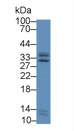 Polyclonal Antibody to Intercellular Adhesion Molecule 4 (ICAM4)