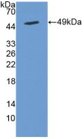 Polyclonal Antibody to Cytohesin 2 (CYTH2)
