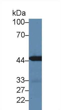 Polyclonal Antibody to Interferon Regulatory Factor 3 (IRF3)