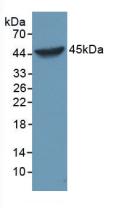 Polyclonal Antibody to Caspase 1 (CASP1)
