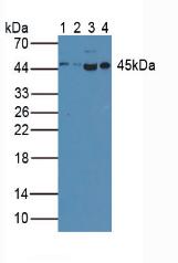 Polyclonal Antibody to Caspase 1 (CASP1)
