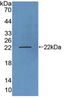 Polyclonal Antibody to Lysosomal Associated Membrane Protein 3 (LAMP3)
