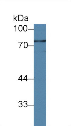Polyclonal Antibody to Interleukin 12 Receptor Beta 1 (IL12Rb1)