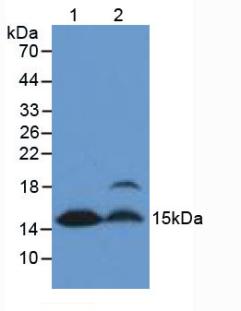 Polyclonal Antibody to Fatty Acid Binding Protein 4 (FABP4)