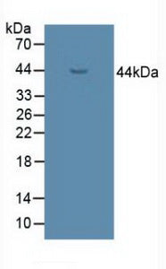 Polyclonal Antibody to UDP Glucose Ceramide Glucosyltransferase (UGCG)