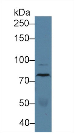 Polyclonal Antibody to EGF Like Module Containing Mucin Like Hormone Receptor 2 (EMR2)