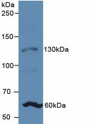 Polyclonal Antibody to Jagged 1 (JAG1)