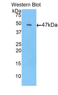 Polyclonal Antibody to Fibroblast Growth Factor 10 (FGF10)