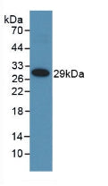Polyclonal Antibody to Matrix Metalloproteinase 25 (MMP25)