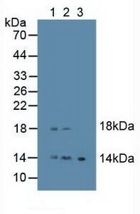 Polyclonal Antibody to Epiregulin (EREG)