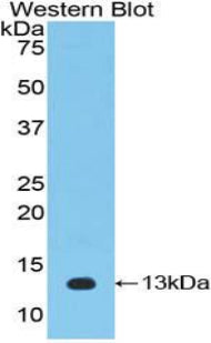 Polyclonal Antibody to Interleukin 33 (IL33)